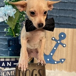 Adopt a dog:Nash/Dachshund/Male/Baby,Nash is a 10 week old dachshund/chihuahua mix. He is sweet, playful and loves attention and affection! If you think this is your guy text 408-849-1080