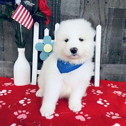 Aster/Samoyed									Puppy/Male	/5 Weeks,Approximately 40-50lbs at full grown. Am I not the cutest puppy you have ever seen? That is what everyone keeps telling me and not only am I cute but I have a very sweet personality too! I love to be around children & adults and you will definitely enjoy being with me. I am current on my vaccinations and deworming, dewclaw removed, Vet certificate of health, 1-year health guarantee, puppy starter kit, and pre-spoiled. My Father, Jumbo is an AKC Registered, 45 pound, OFA Tested, Genetically Clear, Samoyed. My Mother, Misty is an AKC Registered, 40 pound, Genetically Clear, Samoyed. I will be vet checked & ready to go home with you 7/18/23. If you are unsure, request an adorable video or set up an appointment to come meet me. We accept Cash, Venmo, or Cash App. I will make the perfect best friend and companion. So what are you waiting for? Choose me today!