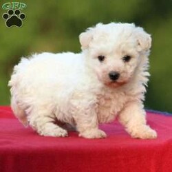 Ian/Bichon Frise									Puppy/Male	/8 Weeks,  Welcome this adorable puppy into your home! He is going to bring relaxation and excitement to your family. We interact with him every day and he’s a friendly little chap. He has been vet checked and is up to date on all his shots and dewormer.  Call, text, or email if you’d like to come meet this little cutie! All Sunday inquiries will be returned Monday morning. We accept cash for the final payment. We’re excited about introducing you to your precious pet!