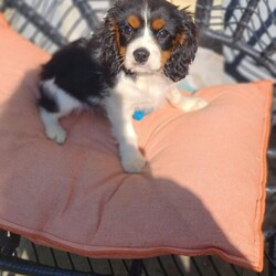 Cavalier king charles spaniel looking for good home/Cavalier king charles spaniel/Male/6 months,6 month old Male cavalier looking for good home he's used to children and other dogs been very well socialised. He's very playful and loves cuddles.