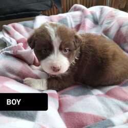 Quality Border collie puppies /Border Collie//Younger Than Six Months,wanting sold ASAP I am negotiable on pricesLast Two puppies needing there forever homes 