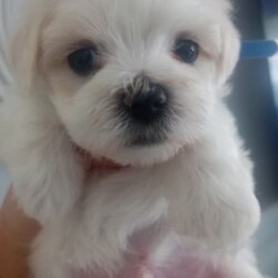 Purebred Female Maltese Puppies 4 Sale/Maltese//Younger Than Six Months,Born 2nd July 2023, 4 females, purebred maltese with limited papers also available in main papers, puppies are all dna tested, microchipped, vaccinated and wormed. I am a member of Dogs Queensland. Maltese are inside dogs that require regular grooming. Easy to fly pup at 8 weeks, I can arrange a fit to fly cert for the pups travel. call Shelley ******1667 REVEAL_DETAILS puppies are 8 weeks 27th August 2023bella the mother weighs 2.7kg. beau the father weighs 3kg, if u want a gorgeous maltese pup, text me with any inquiry. I am willing to negotiate priceDogs Qld 4100241454Bin no 0001926731255
