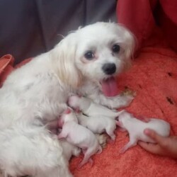 Purebred Female Maltese Puppies 4 Sale/Maltese//Younger Than Six Months,Born 2nd July 2023, 4 females, purebred maltese with limited papers also available in main papers, puppies are all dna tested, microchipped, vaccinated and wormed. I am a member of Dogs Queensland. Maltese are inside dogs that require regular grooming. Easy to fly pup at 8 weeks, I can arrange a fit to fly cert for the pups travel. call Shelley ******1667 REVEAL_DETAILS puppies are 8 weeks 27th August 2023bella the mother weighs 2.7kg. beau the father weighs 3kg, if u want a gorgeous maltese pup, text me with any inquiry. I am willing to negotiate priceDogs Qld 4100241454Bin no 0001926731255