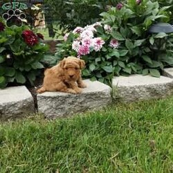 Flash/Toy Poodle									Puppy/Male	/5 Weeks,Flash is a cute little guy that is looking for a good loving home,someone to love and play with.he comes up-to-date on shots and dewormers and comes with a 60day health guarantee.call or text for more info 