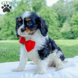 Oliver/Cavalier King Charles Spaniel									Puppy/Male	/9 Weeks,Oliver is the sweetest little puppy. He likes to cuddle and take naps. He is very gentle and well tempered. He likes to play and is good with kids. He would love to find a loving forever home.