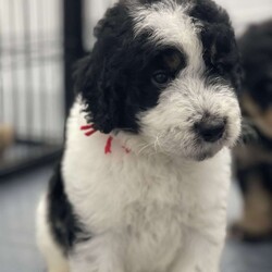 Chief/Bernedoodle									Puppy/Male	/5 Weeks,Chief is a tri boy puppy.  He has the most adorable tan eyebrows.  He is extremely intelligent and loves exploring new things.  