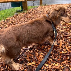 Adopt a dog:Mocha/Dachshund/Female/Adult,hi Mocha!

This pretty girl is a 4 1/2 year old Miniature Long Haired Dachshund (12 lbs). She came to us from Lancaster when she was no longer wanted in the breeding program. 

Mocha is a sweet and sensitive girl. She came to us a bit shy and nervous so she is slowly gaining her confidence. She allows us handling, including being picked up, but just needs us to go a bit slower with her. At this time, she would a bit more quiet home with no young children. 

She has done well with dogs and would need dog meets with any residents. 

She will come spayed, vaccinated, dewormed, microchipped and 4dx tested. She also had a hernia fix.

** If you are serious about adoption, please fill out the adoption application on our website www.phoenixanimalrescue.com Her adoption fee is $450. Please note that our website is currently having some issues - if you are unable to access it, please follow this link to the application directly https://www.shelterluv.com/matchme/adopt/PHO/Dog?fbclid=IwAR1OmAB6gFoXO-RgRwWNJ_oSJIC_lJM2oMdJIqyNothAIBsYBO_iN4BmDAg **