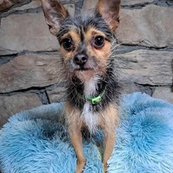 Adopt a dog:Wee Man/Chihuahua/Male/Young,This Cutie is Wee Man. He is 3 years old, Born November 2019. He is a little shy and timid at first. But worms up really quickly loves to be right beside you. He does good being left alone when you go away. He needs slow introduction with other dogs. Does get along with them, is okay with cats. I'm working on house training. We'll need to learn how to walk on a leash.