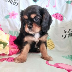 Hannah/Cavalier King Charles Spaniel									Puppy/Female	/8 Weeks,Meet Hannah , She is an adorable sweet gal. She is very friendly and loves to play She has been family raised and is socialized with children. Her mother is our family pet. Hannah has been vet checked and up to date on dewormer and shots . 