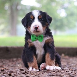 Otis/Bernese Mountain Dog									Puppy/Male	/6 Weeks,Introducing Otis! He is a remarkable AKC Bernese Mountain Dog, his stunning appearance & outgoing personality is what makes him so unique. We gave this little pup lots of attention and care, this is a necessity to puppies especially while they’re young so they can mature into friendly and adaptable dogs. He loves playtime or hanging out with his favorite people, we gained his trust soon after spending a little time with him. Bernese are excellent family pets and are rated as one of the most low maintenance dogs. The. Mama to this litter is a Beautiful Dog named Bailey weighing 110 lbs She’s a family favorite and never fails to make us smile:) The Dad, Kel, He is one charming, adventurous and intelligent dog! All the babies are up to date on necessary vaccines and dewormer, will be vet checked, and our 1 year health guarantee will also be included with each puppy. For any further information or to schedule a visit, please call or text us at . All Sunday calls will be returned on Monday! -The Troyer Family 