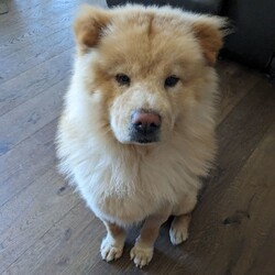 Adopt a dog:Mufasa/Chow Chow/Male/Young,Mufasa is about 1yo and has the BEST personality! This guy constantly keeps his foster family laughing at his silly antics and goofy moods. Mufasa LOVES to play with toys and will often self-entertain by tossing them in the air and chasing them. He would do okay with a calm and dog-savvy cat that isn't skittish, as he will chase to play with them if they run. This boy is great with all people (sometimes he will growl initially, but once he learns you are safe and kind, he will be your pal!) and thinks he is a lap dog. He loves to lay in your lap and watch TV with you! He is a lovebug and will give you kisses and hugs all day long. 

Mufasa was on the streets and attacked by a pack of dogs who broke his leg when he was a puppy, so he is very protective of his food/toys/people around other dogs. His foster family is working to see if they can help him get better, but we recommend he be the only dog in the home for now. Mufasa would love a forever family where he can get lots of physical and mental stimulation and exercise and be doted on forever!

**Mufasa is located outside of Colorado Springs, CO. Paid transport can be arranged. Transport costs range from $200-400.** 

If you are interested in adopting, please complete an application @ https://form.jotform.us/41173109602142. Once approved, home visit and reference checks are also required. If you have further questions outside of this listing, please email chowmail.hccc@gmail.com.
