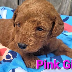 Casey/Mini Labradoodle									Puppy/Female	/5 Weeks,Hello! the multi generational labradoodles are 1800. They will come fully vet checked, utd on shots, and dewormer, aswell as a 1 year health guarantee. Mom is labradoodle and dad is labradoodle so they are considered hypoallergenic and are great for those with allergies or just hate shedding. They will be about 20-25lbs full grown. August 8 is go home day, and if you decide to reserve one I’d need a $250 deposit that goes towards total cost. We are in Lexington Park md if you have any questions at all please let me know. If you’d like to meet up or video chat to meet the puppies I’d be more than happy.