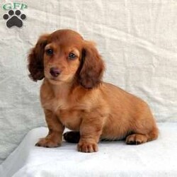 Allie/Dachshund									Puppy/Female	/9 Weeks,This very sweet mini long-haired Dachshund is ready for a new home. Mom is 7 lbs. and Dad is 10.5 lbs. and strawberry-colored. For more info or to schedule a visit, please contact Luke. All Sunday calls will be returned Monday.