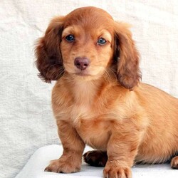 Allie/Dachshund									Puppy/Female	/9 Weeks,This very sweet mini long-haired Dachshund is ready for a new home. Mom is 7 lbs. and Dad is 10.5 lbs. and strawberry-colored. For more info or to schedule a visit, please contact Luke. All Sunday calls will be returned Monday.