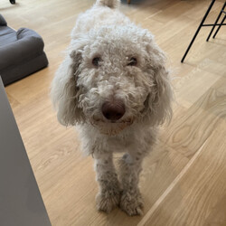 Adopt a dog:Sky/Standard Poodle/Female/Young,The very gorgeous Sky, is a curly haired dog lovers dream! This 1 Year Old Poodle is a perfect 55lbs. While we don't know for sure that she's a purebred Poodle, we certainly think so! Sky comes to us on the search for her forever home, all the way from a shelter in Kentucky. She's been loving her Brooklyn digs while getting used to city life. She is descired as friendly, affectionate and playful by her fosters, and enjoys exploring the neighborhood! 

She's goofy and overall has medium energy (overall relaxed!) She is very good with other dogs and kids, and just wants to be around people all the time! Sky has not been around cats. Her foster dad shares 