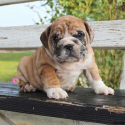 Tammy/English Bulldog									Puppy/Female	/7 Weeks,Here comes Tammy! This wrinkly English Bulldog puppy is one of a kind and will always be at your side. Tammy is family farm raised and loves to go on adventures. She is vet checked and up to date on shots and wormer. She can also be registered with the AKC and comes with a health guarantee provided by the breeder. If this perfect pup is the one for you please contact David today.
