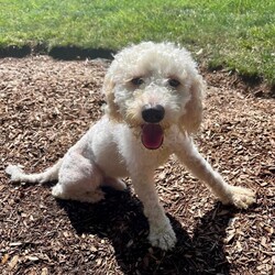 Adopt a dog:Buttercup/Labradoodle/Male/Young,? ADOPT BUTTERCUP ?

Are you looking for a best fur friend? Buttercup is your boy! This sweet, adorable Doodle (maybe cockapoo) is 2-4yrs old, 19lbs, and came to the rescue from the city shelter after being found as a stray. He was sick and spent several days in the hospital fighting an infection and anemia. Thanks to a wonderful care team, he is now thriving and ready for his forever home! ?

Despite being failed by people in the past, Buttercup’s love knows no limits. He cuddles, sits on laps, and his tail wags nonstop! He walks great on the leash, allows all handling, and plays fetch like a champ ?

Buttercup is crate trained and is doing very well with potty training when kept on a schedule. He is dog friendly, but another dog in the home is not a requirement. He would appreciate a fenced in yard, and most important, a place where someone is home more often than not. 

Buttercup is neutered, microchipped, and current on all vaccines. He is being fostered in Huntingdon Valley, PA.

?? TO ADOPT BUTTERCUP, APPLY HERE ?? https://form.jotform.com/210548028856157