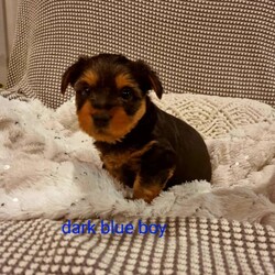 Australian Silk Terriers/Australian Silky Terrier//Younger Than Six Months,Australian Silk Terriers ready for their forever homes 1 August. Full vet check and clearance, vaccinated.Only 2 boys left and ready to view now (Grey, Blue).