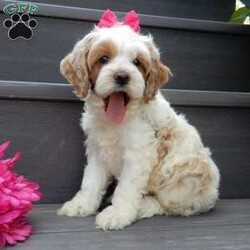 Blossom/Cockapoo									Puppy/Female	/7 Weeks,Prepare to fall in love!!! My name is Blossom and I’m the sweetest little F1 cockapoo looking for my furever home! One look into my warm, loving eyes and at my silky soft coat and I’ll be sure to have captured your heart already! I’m very happy, playful and very kid friendly and I would love to fill your home with all my puppy love!! I am full of personality, and ready for adventures! I stand out above the rest with my beautiful apricot and white coat!!… I will come to you vet checked, microchipped and up to date on all vaccinations and dewormings . I come with a 1-year guarantee with the option of extending it to a 3-year guarantee and shipping is available! My mother is Tia, our sweet 19# AKC cockaer spaniel with a heart of gold and my father is Atlas, a 16# AKC red mini poodle ! Both of the parents are on the premises and available to meet and they are both genetically tested!! Why wait when you know I’m the one for you? Call or text Martha to make me the newest addition to your family and get ready to spend a lifetime of tail wagging fun with me! (7% sales tax on in home pickups)