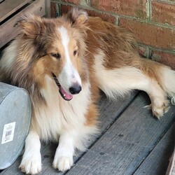 Adopt a dog:Tim/Shetland Sheepdog / Sheltie/Male/Young,Tim is one of of three sheltie pups we have who were born November 2022.  He is a bit calmer than his brothers, is a little less vocal and is working his way into being a real sweetheart.  Don't get me wrong, he loves to run and play just as much as the next guy, but he also likes to calm down and find a nice cool place to chillax on the patio or in the house.  He is also the least skittish of people and comes around more quickly.  He doesn't run away from you, but if you want to pick him up, you generally have to corner him.  Once cornered, he is very kind and lets you pick him up for pets, will sit on the sofa, etc.  Tim will truly do much better when he is separated from his brothers and has to start developing his own self esteem with his human family.  We are currently working on leash training (using harness) and working with him separately as we have time.  He is a great eater, loves to run and play in the back yard.  He is happy to play with other animals or just to run and play individually.  We do prefer someone with sheltie experience as he definitely exhibits the quintessential sheltie behavior .  If you may be the right family for Tim, please email iPAWinc2022@gmail.com for an applicatio