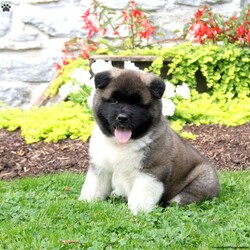 Liam/Akita									Puppy/Male	/7 Weeks,Meet Liam, a family raised Akita puppy who is friendly and outgoing. He is vet checked, is up to date on shots & wormer plus the breeder provides a 30 day health guarantee for him. And, Liam can be registered with the AKC. To learn more about this playful pup, contact the breeder today!
