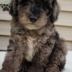 Base Ball/Miniature Poodle									Puppy/Male	/7 Weeks,To contact the breeder about this puppy, click on the “View Breeder Info” tab above.