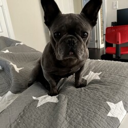 Adopt a dog:Pearl/French Bulldog/Female/Young,PLEASE READ ALL INFORMATION COMPLETELY ***IMPORTANT!!*** PLEASE NOTE: We will only be able to respond to applications submitted directly through our website. Copy and paste this link into your web browser to apply: https://petresqinc.org/adoption-application. Questions will be answered once we have an application. You must live within 1 hour of Tenafly, NJ

Meet Pearl. She was rescued from a puppy mill so she is putting that life behind her. She is approximately 4 years old, spayed, microchipped and current on vaccines. Pearl acts like a puppy, she is sweet and goofy. She can be dog selective so a meet and greet is essential. She would do well in a home with older kids.

*** She will only be adopted to someone who has Bulldog experience. You will only receive her with proof of pet insurance. This breed is the most expensive breed to own no matter how cute. If you can't afford the adoption fee don't apply.***