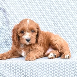 Balto/Cockapoo									Puppy/Male	/8 Weeks,Meet this adorable, little fellow! This puppy is family raised and is sure to do super with kids. Balto is up to date with his first puppy shots and dewormers and has been vet checked. He is sure to make a wonderful pet! Call soon to make this dear puppy your own! He is ready for his new home July 31.