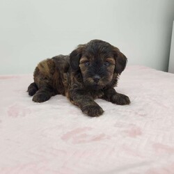 Chocolate/Yorkie-Poo									Puppy/Female	/6 Weeks,Meet Chocolate!  A happy healthy puppy who is looking for a loving home! She is up to date with shots and dewormer, has been vet checked, is microchipped, and comes with all the paperwork. Please contact us with any questions or to come and meet her!