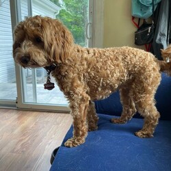 Adopt a dog:Kasha/Cavapoo/Female/Young,Kasha is the sweetest 13-month-old cavapoo pup. She is completely potty trained, friendly to all she meets, and a total velcro dog who just loves her people. She is the PERFECT dog and ready for her forever home.