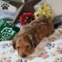 Teddy/Dachshund									Puppy/Male	/5 Weeks,These cuties are well socialized with different animals as well as kids, they love to snuggle and play. These pups will be up to date on shots and dewormer as well as have a vet check before coming to your home.
