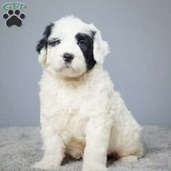 Duncan/Portuguese Water Dog									Puppy/Male	/6 Weeks,Meet Duncan, the charming Portuguese Water Dog puppy ready to steal your heart and find his forever home! He’s been raised with love by a caring family, ensuring a well-socialized and affectionate companion.