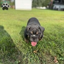 Maggie/English Bulldog									Puppy/Female	/12 Weeks,To contact the breeder about this puppy, click on the “View Breeder Info” tab above.