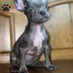 Tiny/French Bulldog									Puppy/Female	/13 Weeks,To contact the breeder about this puppy, click on the “View Breeder Info” tab above.