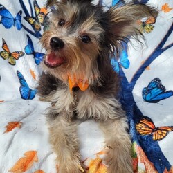 Adopt a dog:Butterfly/Yorkshire Terrier/Female/Young,Hi there, my name is Butterfly and I am a pretty little Yorkie Terrier mix, about 7 months old, and I’m itty bitty, weighing just 6 lbs. I was living in a home in San Antonio Texas with too many other little Terriers, so the city came and picked some of us up. Thankfully, my group of 5 was taken in by 4 Little Paws Rescue and placed in a foster home so we could get veterinary care and all dolled up while getting ready for adoption.

I am a happy and active little girl, loving playtime and wrestling with my little doggy friends. I love doggy toys and the soft ones are my favorite. I am sweet and affectionate and I love sharing kisses. I only bark when I need to alert, I don't chew on your furniture, and I do not have separation anxiety. I know how to use a potty pad and I am learning about housebreaking. I will need practice with leash-walking and I do well in a crate. There is a transport van taking rescue dogs to the Northeast next week so we can all find new homes and I am already counting the days until we meet!

LOOKING FOR AN APPLICATION? Click on the 