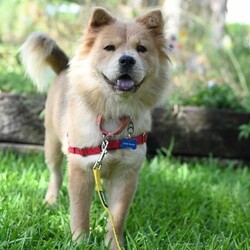 Adopt a dog:me/Chow Chow/Female/Young,Sweet, petite, and ready to meet.......her forever person/family! Dreamy is approximately 2 years old and is just the sweetest girl. She is super smart, does well with other dogs and puppies, is doing great with crate training, and is just a happy pup! 

**Dreamy is located in Austin, TX. Paid transport can be arranged. Transport costs range from $200-400.** 

If you are interested in adopting, please complete an application @ https://form.jotform.us/41173109602142. Once approved, home visit and reference checks are also required. If you have further questions outside of this listing, please email chowmail.hccc@gmail.com.