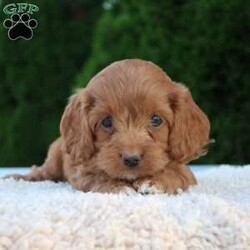 Tiny/Cockapoo									Puppy/Female	/7 Weeks,Meet Tiny, an adorable cockapoo puppy who is ready to bounce right into your arms! Tiny has been checked by a vet and is up to date on shots and dewormer, plus comes with a 1-year health guarantee. This cute puppy will make an excellent family pet with the bonus of minimal shedding. The estimated adult weight is around 16- 20 lbs. Tiny is ready for her new home on August 18. We take non-refundable deposits through Paypal to reserve her. Please don’t hesitate to contact us if you have interest! All Sunday calls will be returned Monday.
