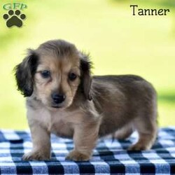 Tanner/Dachshund									Puppy/Male	/7 Weeks,If you are in search of mini dashund puppies , look no further! Our puppies are not only adorable but also come with the assurance of being vet checked and family raised.