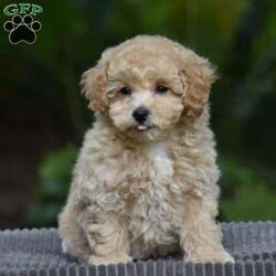 Jordan/Bich-poo									Puppy/Male	/10 Weeks,To contact the breeder about this puppy, click on the “View Breeder Info” tab above.