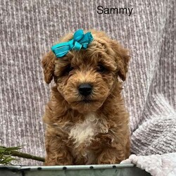 Sammy/Bich-poo									Puppy/Male	/8 Weeks,This is Sammy ! He is a sweet lovely little guy looking for a forever home,Sammy is up to date on shots and deworming ,for any additional questions please contact leroy