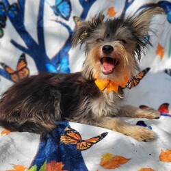 Adopt a dog:Butterfly/Yorkshire Terrier/Female/Young,Hi there, my name is Butterfly and I am a pretty little Yorkie Terrier mix, about 7 months old, and I’m itty bitty, weighing just 6 lbs. I was living in a home in San Antonio Texas with too many other little Terriers, so the city came and picked some of us up. Thankfully, my group of 5 was taken in by 4 Little Paws Rescue and placed in a foster home so we could get veterinary care and all dolled up while getting ready for adoption.

I am a happy and active little girl, loving playtime and wrestling with my little doggy friends. I love doggy toys and the soft ones are my favorite. I am sweet and affectionate and I love sharing kisses. I only bark when I need to alert, I don't chew on your furniture, and I do not have separation anxiety. I know how to use a potty pad and I am learning about housebreaking. I will need practice with leash-walking and I do well in a crate. There is a transport van taking rescue dogs to the Northeast next week so we can all find new homes and I am already counting the days until we meet!

LOOKING FOR AN APPLICATION? Click on the 