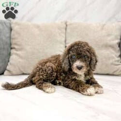 Sally/Mini Bernedoodle									Puppy/Female	/8 Weeks,This sweet and adorable puppy is looking for a forever family! All vaccinations and dewormings are up to date and any necessary paperwork will be provided. Raised by a large and loving family, this pup is sure to be a wonderful new companion for you! To make the transition easier, a baggie of food will also be included. Please contact anytime!