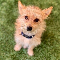 Adopt a dog:Ravi/Norwich Terrier/Male/Young,Hi, my name is Ravi which means a ray of sunshine.  That's me.  When you see me you can't help but smile.  I am a small boy with perfect manners.  I love to perch on my pillow and not let anything bother me.  I like to play with the other dogs here so a playmate would be nice.  I like a quiet home, just like me.  If you need a little buddy to chill with, come meet me.