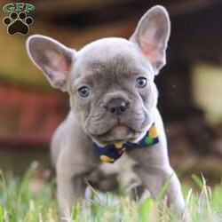 King/Frenchton									Puppy/Male	/7 Weeks,Say Hello to the cutest puppy named King! He is a sturdy little Frenchton puppy that has inherited some of the best qualities from both of his parents. Frenchtons are playful, outgoing, and love to be the center of attention. He will be sure to greet you with lots of puppy kisses and will jump all over you! With his cute little puppy-dog face you won't be able to resist him. He will be sure adapt to your family right away.