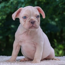 Diesel/French Bulldog									Puppy/Male	/13 Weeks,Meet Diesel, the adorable French Bulldog puppy! Vet checked and guaranteed healthy, he his friendly and well socialized!. Playful, curious, and full of affection, he’s the perfect companion.
