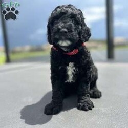 Black Beauty/Goldendoodle									Puppy/Female	/5 Weeks,This sweet little girl is the smallest in the litter. Very pretty white markings. She loves the tea parties with the girls and the ball games outside with the boys.  She loves it all – and she likes to sit in laps and lick fingers and faces!
