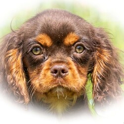 Mocha/Cavalier King Charles Spaniel									Puppy/Male	/15 Weeks,This handsome boy is Mocha. He is being family raised in a home environment and is super playful and social! He is vet checked, up to date on all vaccines and preventative deworming. He is AKC registered. He will come with a pre-paid registration, pre-paid online K9 Master Class for basic training and a 1 year genetic health guarantee.