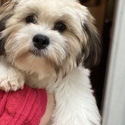 Adopt a dog:Sit Bennedict/Shih Tzu/Male/Young,Hi there! I'm Sir Bennedict but my foster family calls me Bennie. I am a fluffy 9-month-old Shichon aka teddy bear!! I am looking for a forever family to call my own. I am very smart and know lots of basic commands like, sit, down, out, off, as well as knowing how to roll over and sit pretty. I am not fully potty trained yet but am getting there, my foster family has me on a schedule and that seems to help me understand where I need to go. I am still very puppy mouthy and because of that no small kids for me. I have lots of energy and need at least one good walk a day as well as a fun game of fetch or doing some training. I am also very vocal especially when in a new place, once I settle in, I quiet down a bit. I love people but upon first meeting them can be cautious. My ideal home would be with someone who is home often and can help me continue to work on potty training. I do well with dogs both big and small and have even been friendly with a cat in my previous home. I also require daily brushing as I easily get matted, and while it's not my favorite thing I do sit calmly while being brushed. If you are looking for a spunky fella than I am your guy!! I am up to date on all my vaccines and am heartworm negative.

My adoption fee is $650 and covers my transport fee, vaccinations, microchip, neuter, and health certificate.

If you are interested in me, you can apply for me at the link below:

https://toolkit.rescuegroups.org/of/f?c=SQYPSGVQ