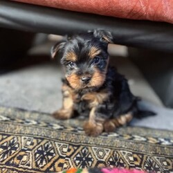 Silky Terrier puppies/Australian Silky Terrier//Younger Than Six Months,Beautiful Silky terriers ready in 2 weeks for forever homes. 3 females and two males. Mum and dad both have lovely loving personalities. Their parents were purebred. Parents available for inspection. 