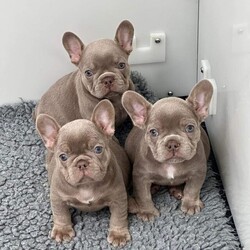 READY TO LEAVE 2 BEAUTIFUL ISABELLA FRENCHIES/French bulldogs/Mixed Litter/8 weeks,Looking for a new home for these 2 fabulous Isabella frenchies
READY TO LEAVE
they will leave with the following
KC PEDIGREE PAPERS
VET CHECKED
FIRST INJECTION
MICROCHIPPED
WORMED
these are beautiful pups and are well socialised within our family home
They are fun playful and full of energy
Please text or phone to arrange to view
